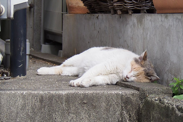 みけ姐おひとり寝