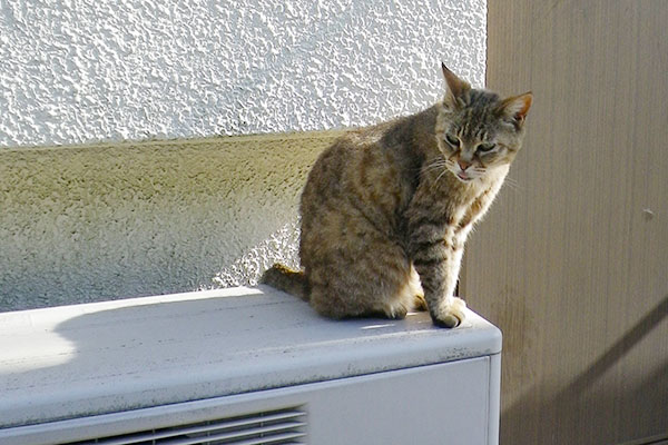 室外機の上のむぎ