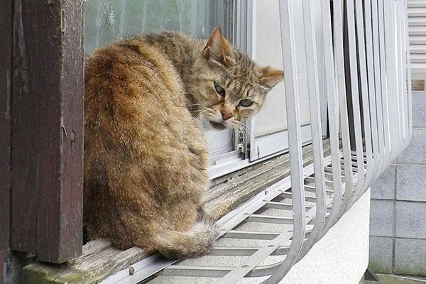 子供が苦手なむぎ