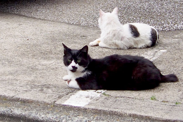 たくちゃんとリボン