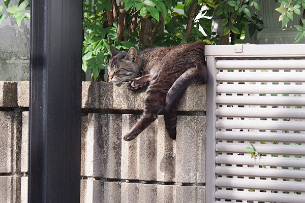 寝ているきじとら