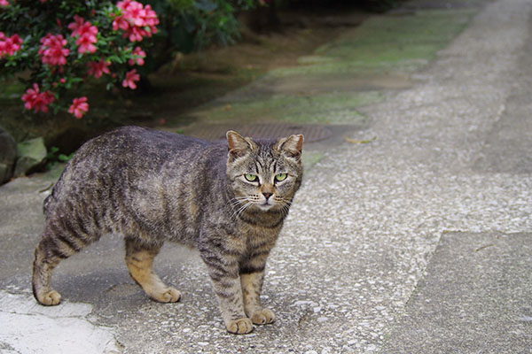 おねだりタビッツ