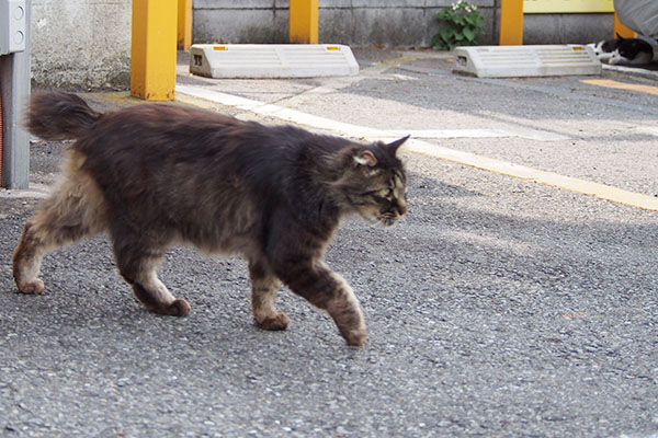 降りてきたもふキジ君