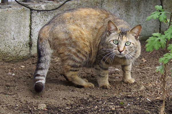 身構えるサビキジちゃん