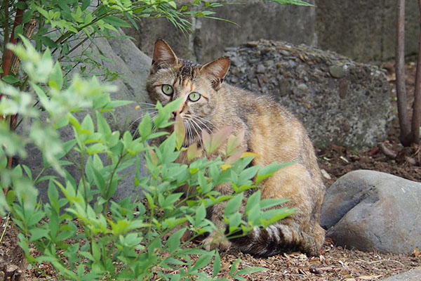 サビキジちゃん葉っぱ越し