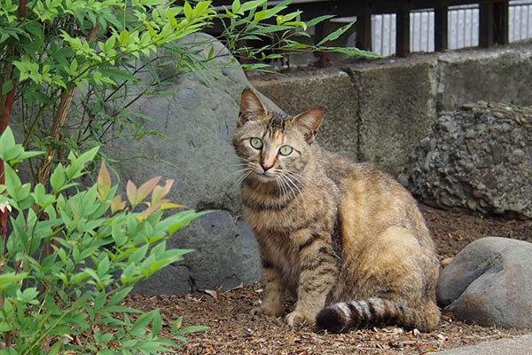 お座りサビキジちゃん