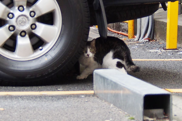 きじ白ねこさんびっくり