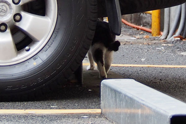 去るきじ白ねこさん