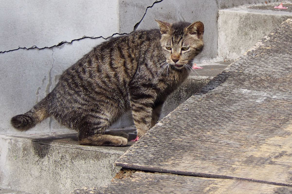 タビワンも出てきてニャー