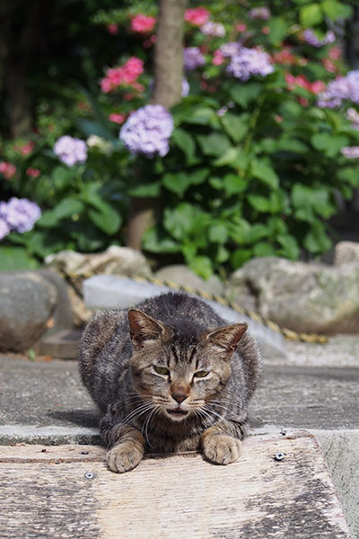 ずっと鳴いてるタビワンお花と