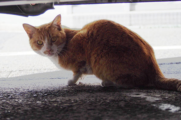 車の下にみかんみっけ