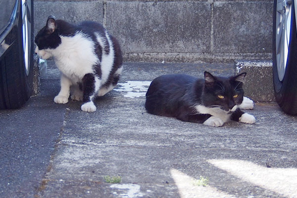 すみれと墨