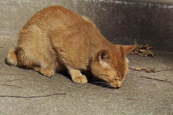 食べてくりたナチャ介