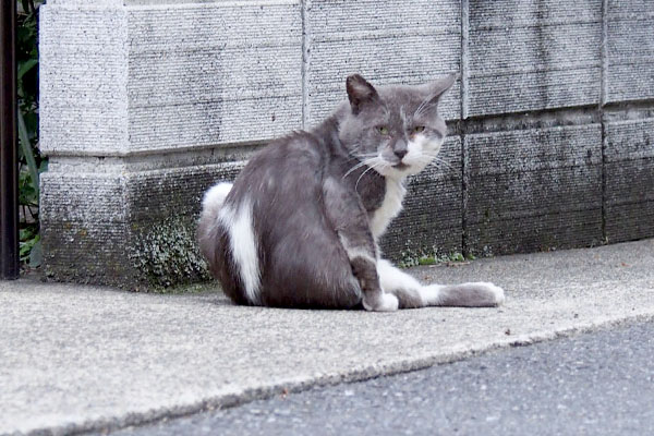 グルーミング途中