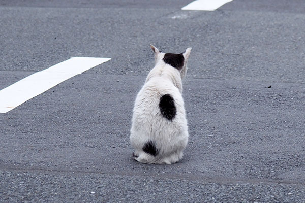 ちんまり道路の中央