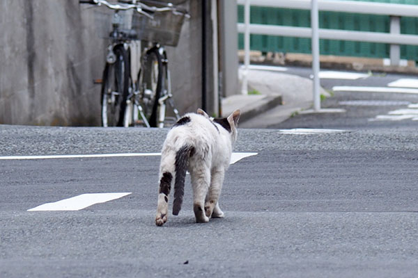 歩くテンちゃん