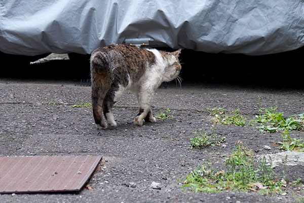 ドンちゃんの後ろ姿みっけ