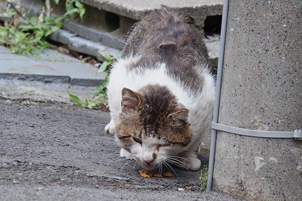 食べてる