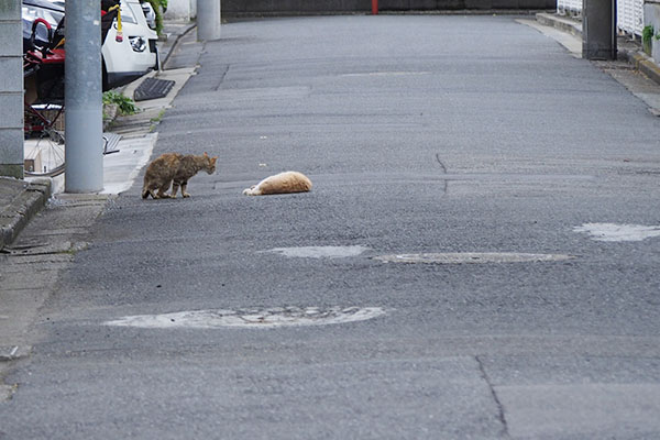 遠くからブランとむぎを確認