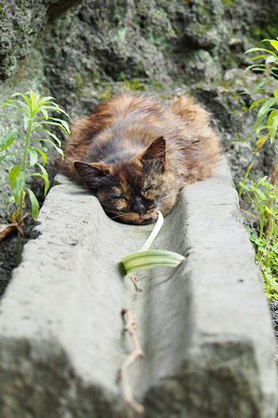 溝にはまるカエデ