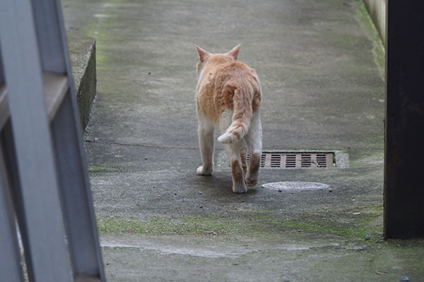 去ってゆくブラン