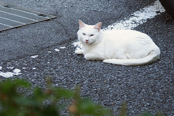 振り向くリリ