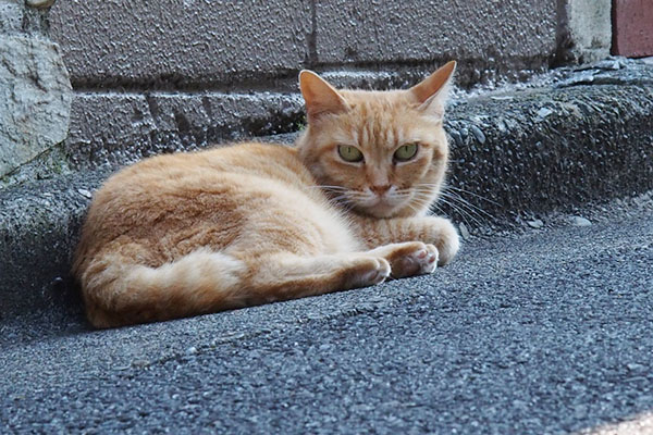 目の大きな茶トラさん