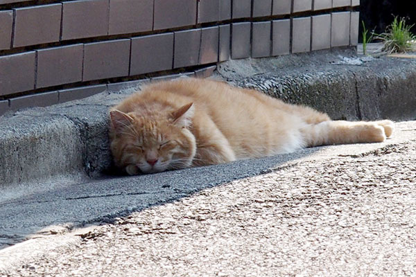 体格の良さそうな茶トラさん