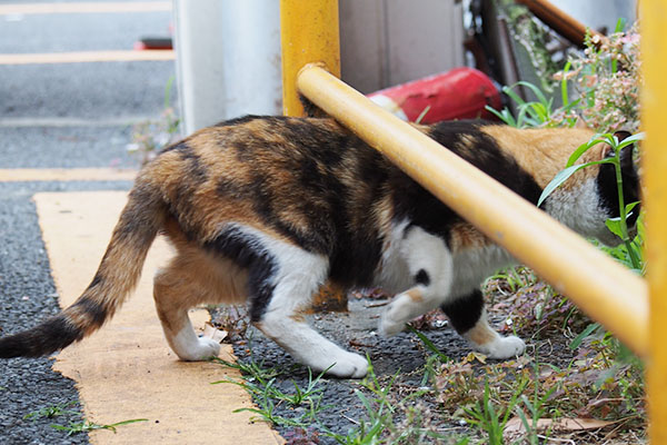 歩くみけちゃん