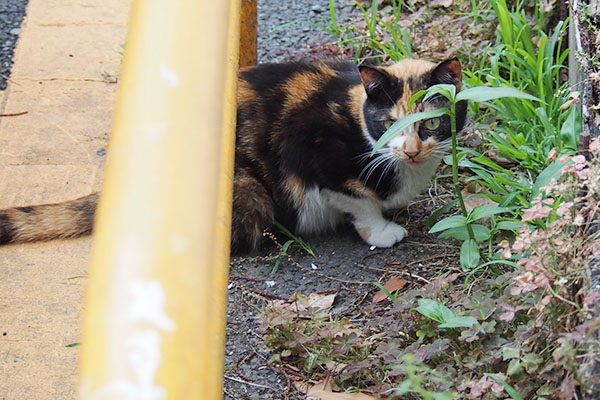 こっちを見たみけちゃん２