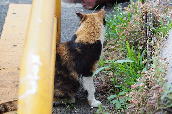 向こうを見ているみけちゃん