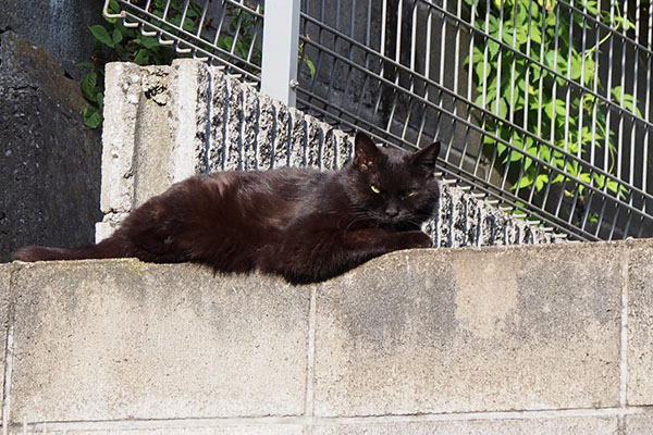 目付きの悪いタンちゃん