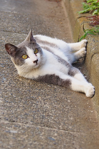 道路に横になって上を見る