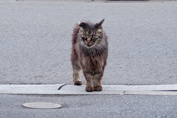 帰って来たモフきじ君