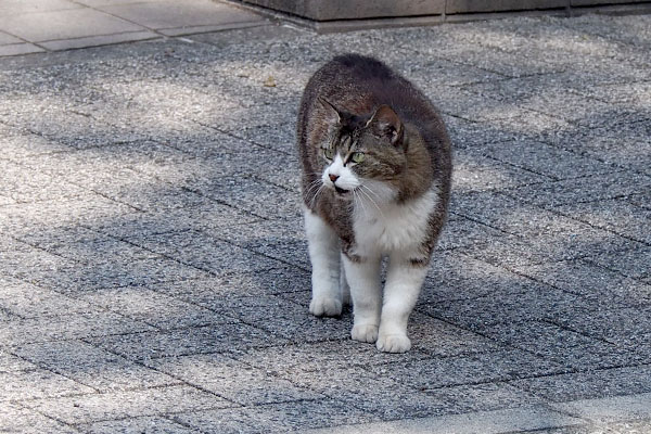 公園の横のマンションにマリィ