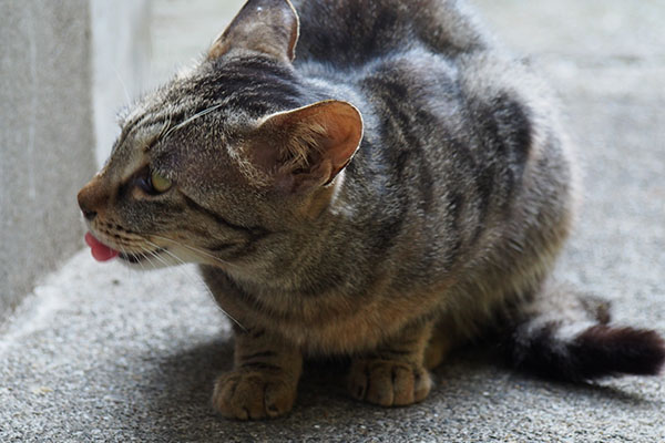 もっと食べる事ができそうな