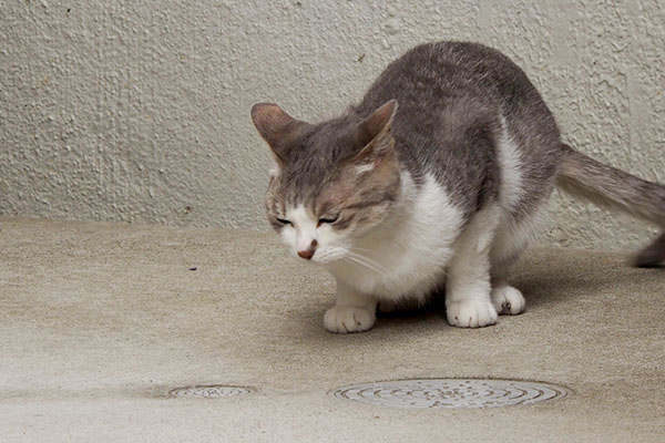 動きをみせる