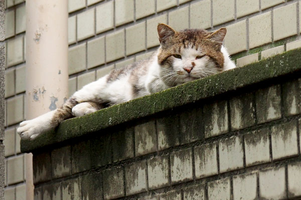 向かいで見てるドンちゃん