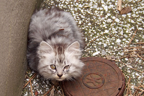 グレーのふわふわちゃんお目メ痛い