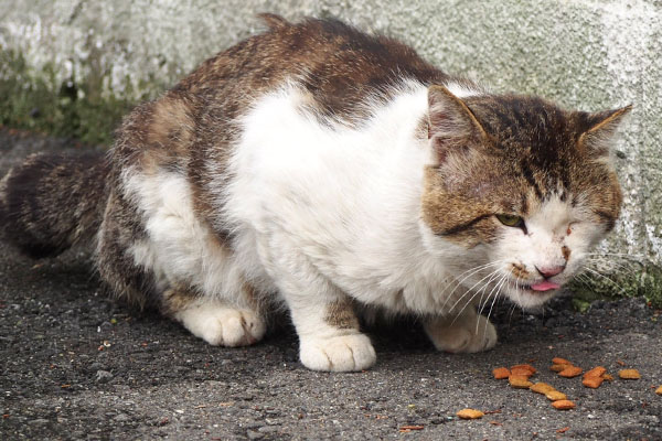 ゆっくり食べるコ