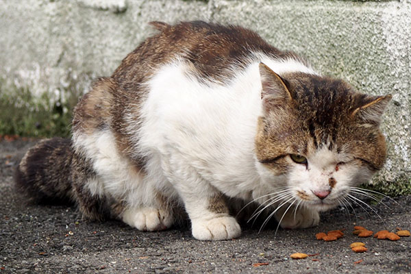 戻ってきてゆっくり食べ始める