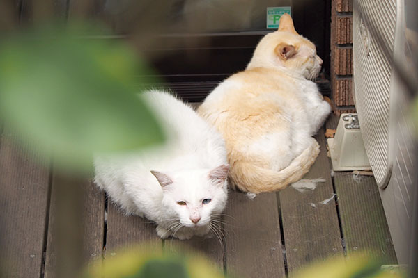 シュニとアイル