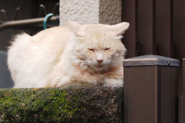 薄い茶トラさん1