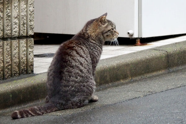 もこ丸君めずらしく外に