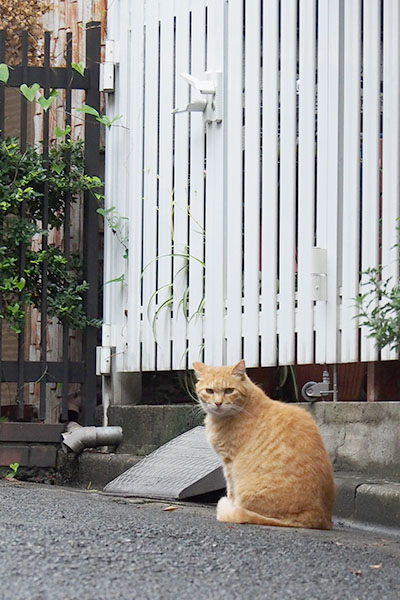 茶トラ君コッチ見る