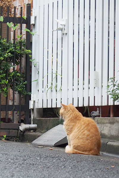 茶トラ君の背中