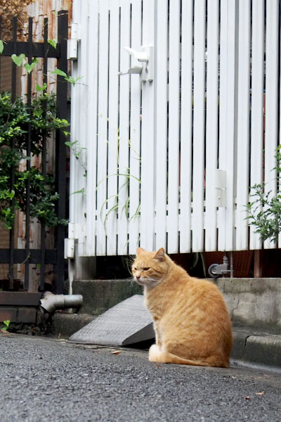 茶トラ君ちょっと動く