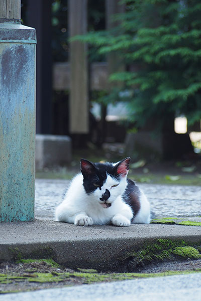 猫侍のイメージ