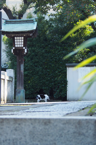 離れてちっちゃい牛さん