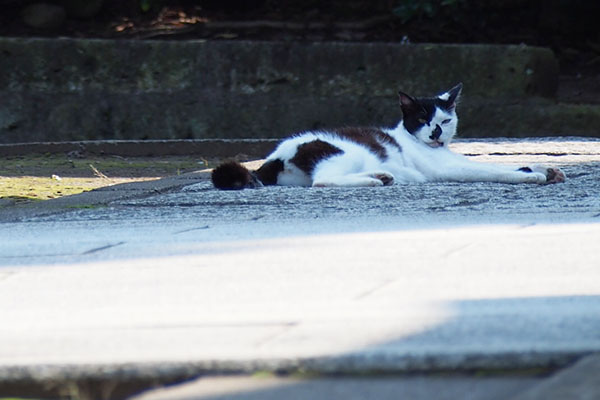 木陰のムーン